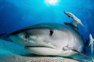 Tiger Shark inspection...Checking herself out in my dome by Jim Machinchick 